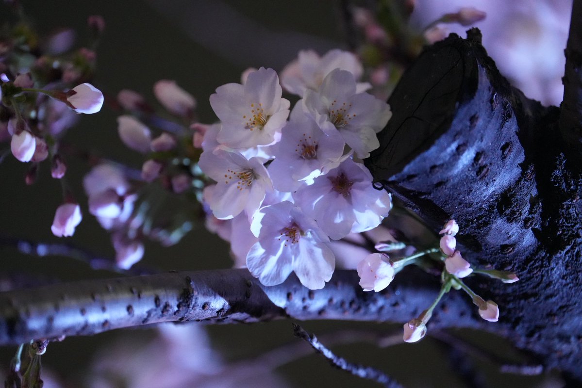 がねちゃん tweet media