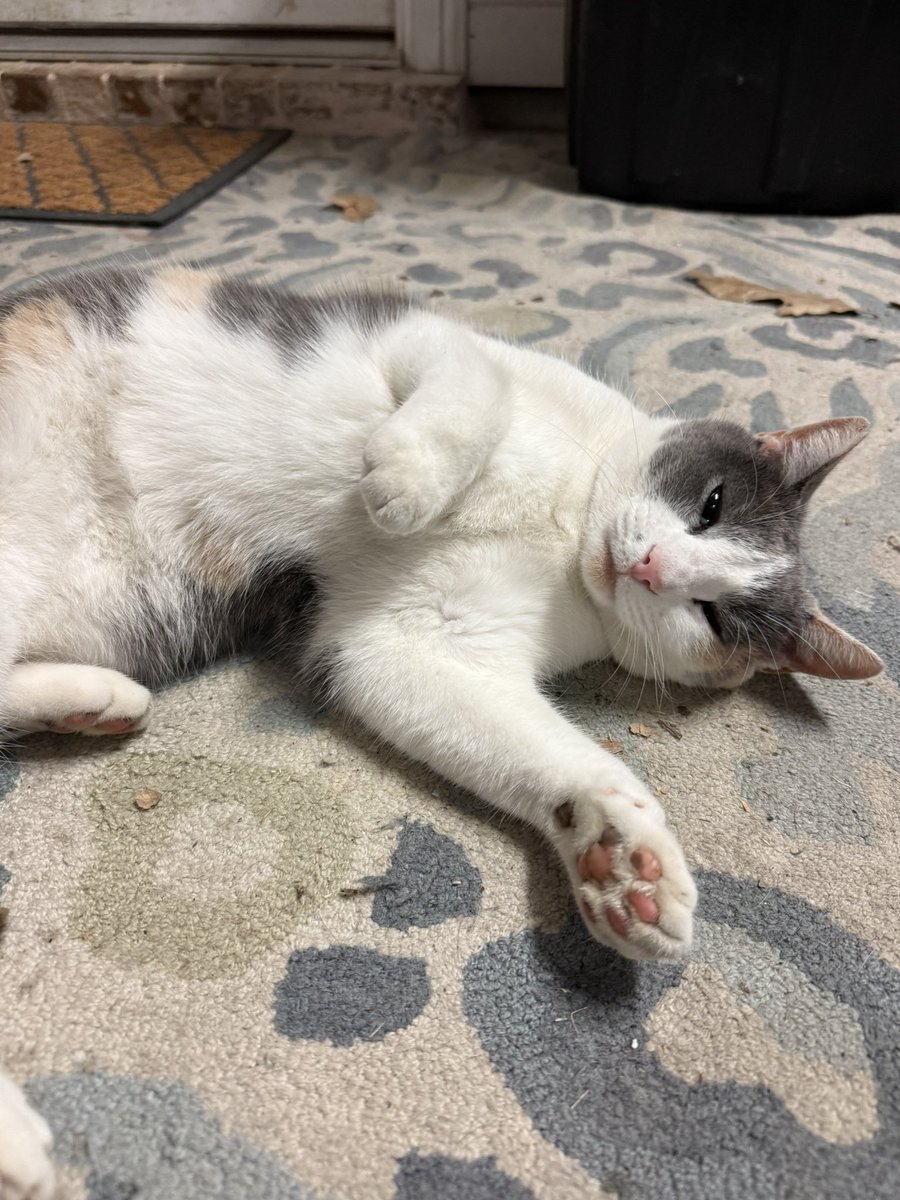 emilya_wright's tweet photo. @Eman5695 I did the same thing about 4 years ago with a completely feral female cat at our house. I kept her in our garage for 24 hours and ultimately released her, but she never left. She knew she had food and water here. Now, 4 years later, Lisa is family &amp; lets us pet her ❤️ https://t.co/bog9yRces0