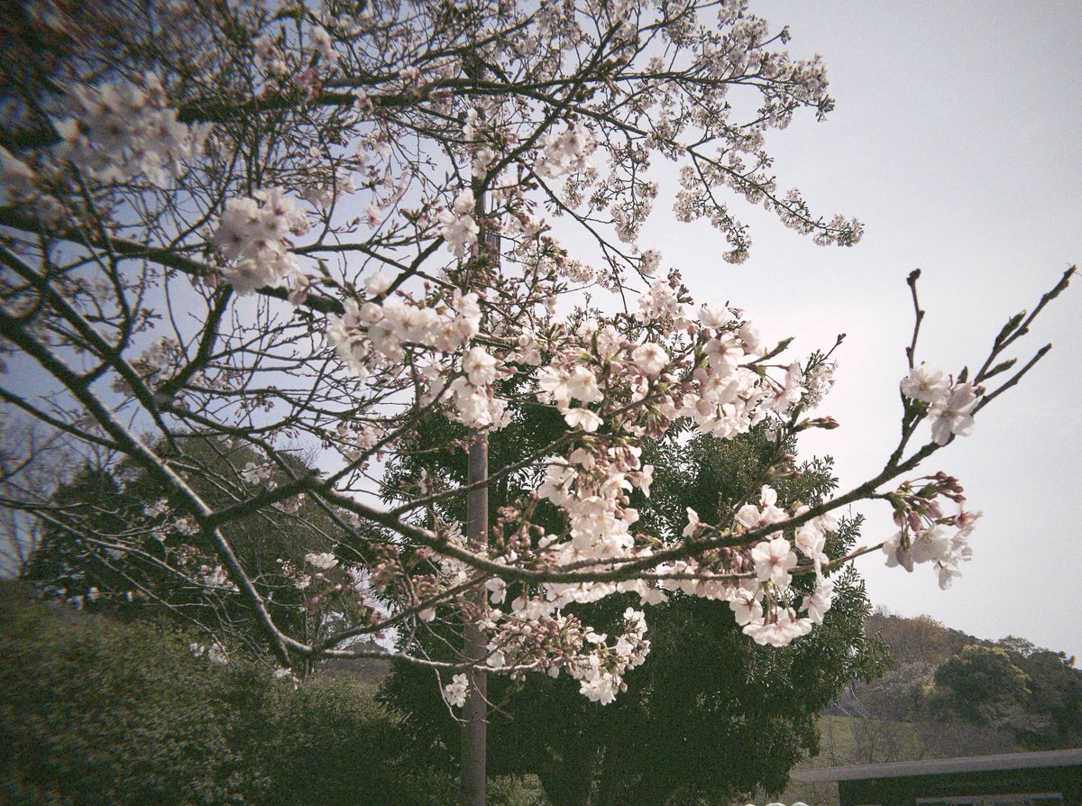 Nishiken_ZZR's tweet image. Flashback ONE35V2買いました📷

とりあえず近場の桜見に行って試し撮り！
愛すべき不便さがたくさんあって楽しいカメラ😊
これからどこ行くときでも持ち歩こ✌️

#flashback 
#one35v2 
#toycamera