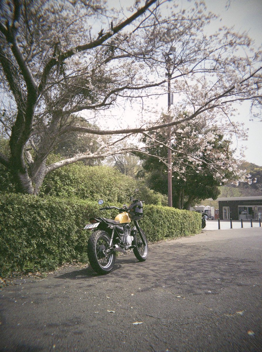 Nishiken_ZZR's tweet image. Flashback ONE35V2買いました📷

とりあえず近場の桜見に行って試し撮り！
愛すべき不便さがたくさんあって楽しいカメラ😊
これからどこ行くときでも持ち歩こ✌️

#flashback 
#one35v2 
#toycamera