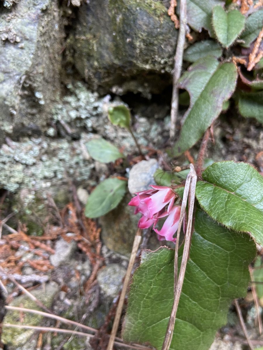 のこのこ屋 tweet media