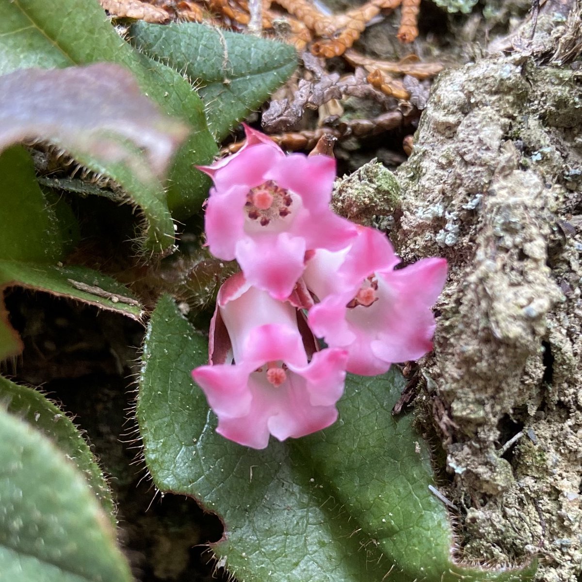 のこのこ屋 tweet media