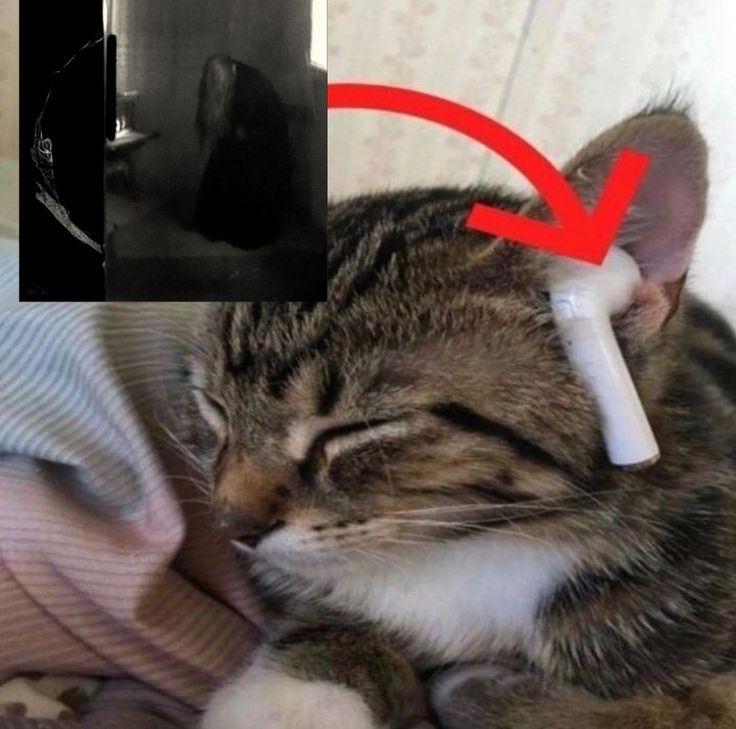 wor$t volkomenn in america tweet media