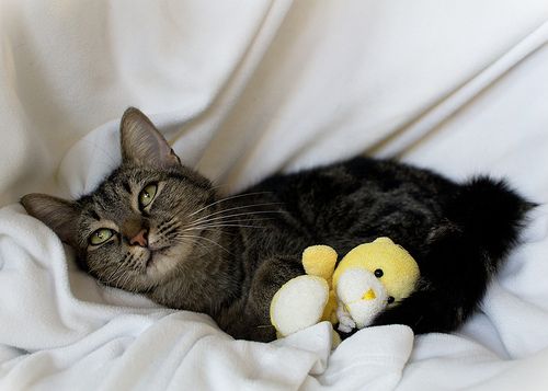 イルコモンズ tweet media