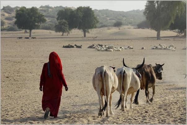 Gopal Singh Bhati (PWO)( में भी रविंद्र ) tweet media