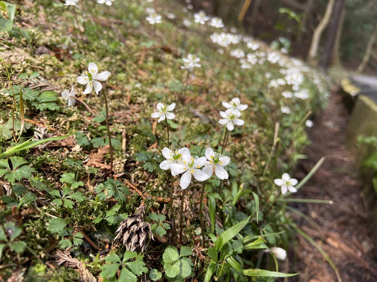 のこのこ屋 tweet media