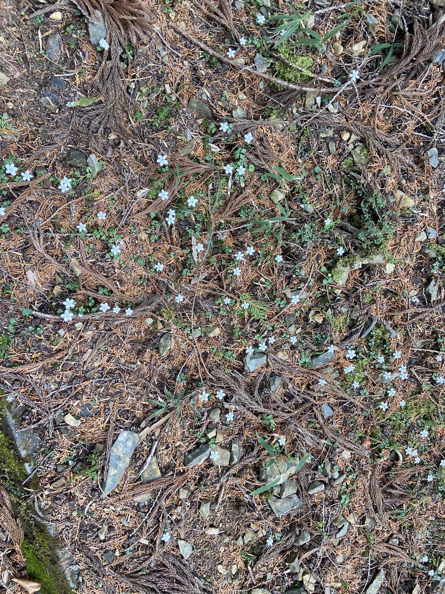 のこのこ屋 tweet media