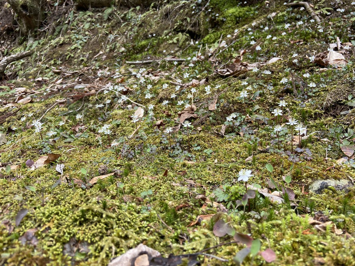 のこのこ屋 tweet media