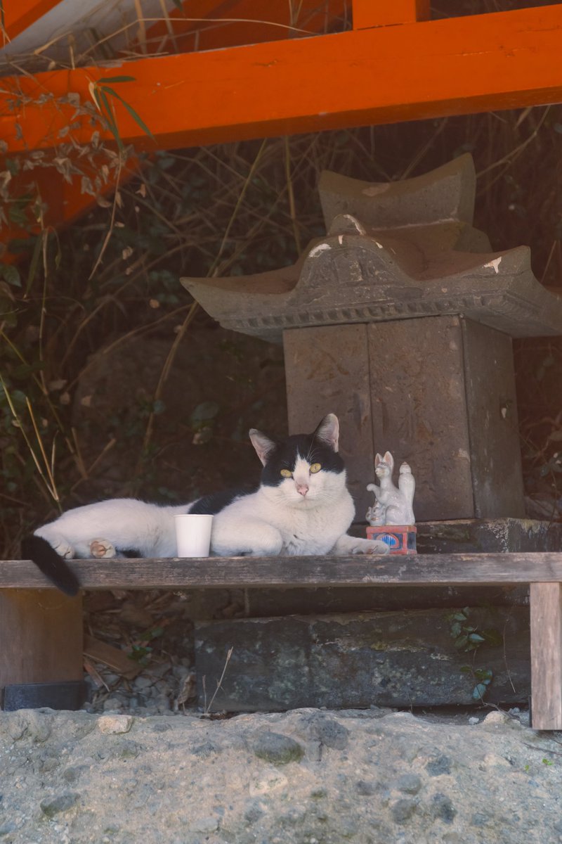 takenko5's tweet photo. あらあらねこちゃん https://t.co/XJ4JCH0Q47