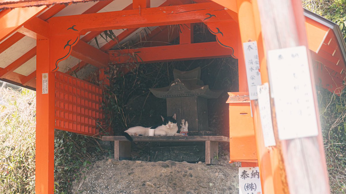 takenko5's tweet photo. あらあらねこちゃん https://t.co/XJ4JCH0Q47