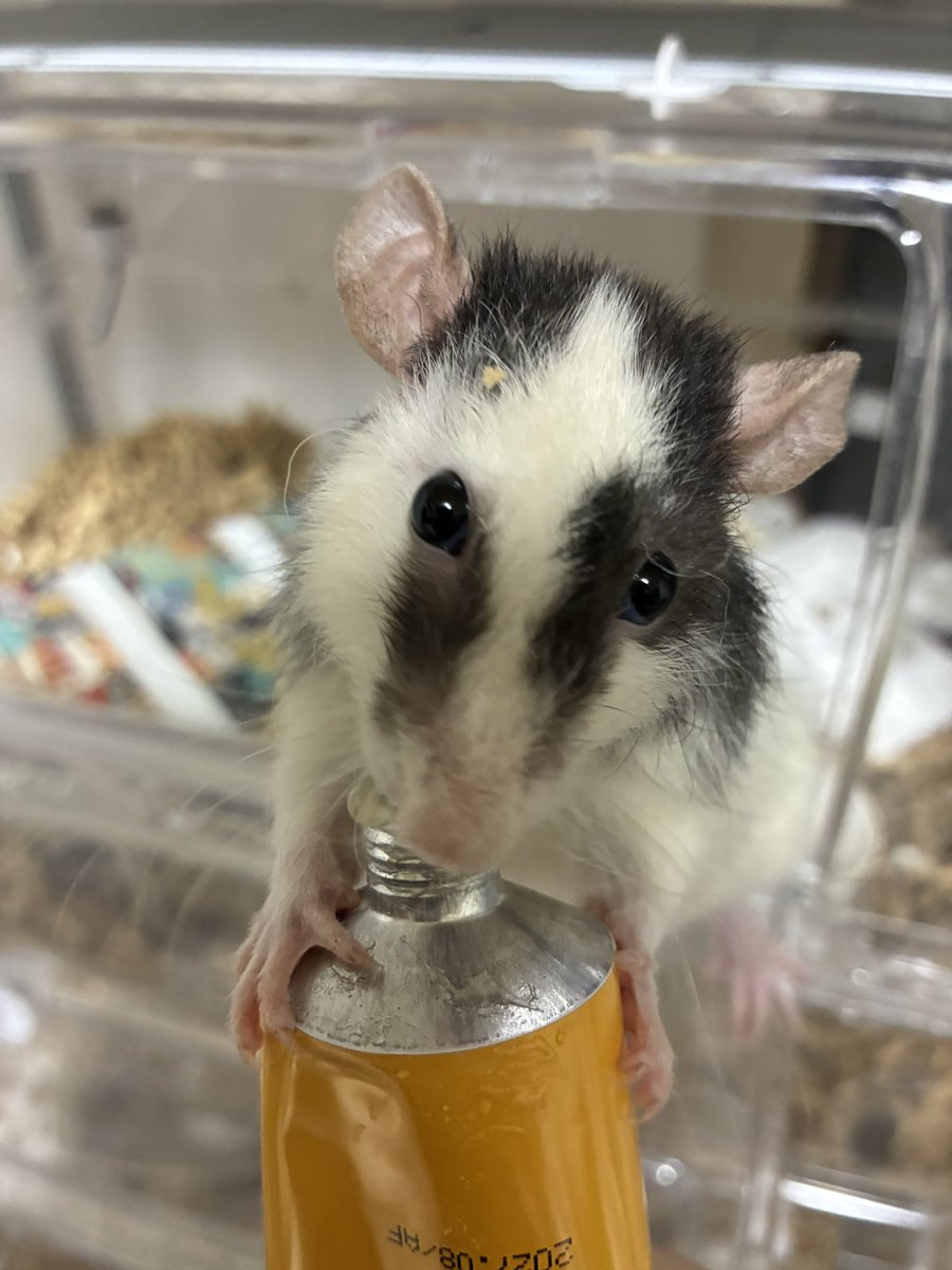 ラットをお外で散歩させちゃだめでちゅよ。