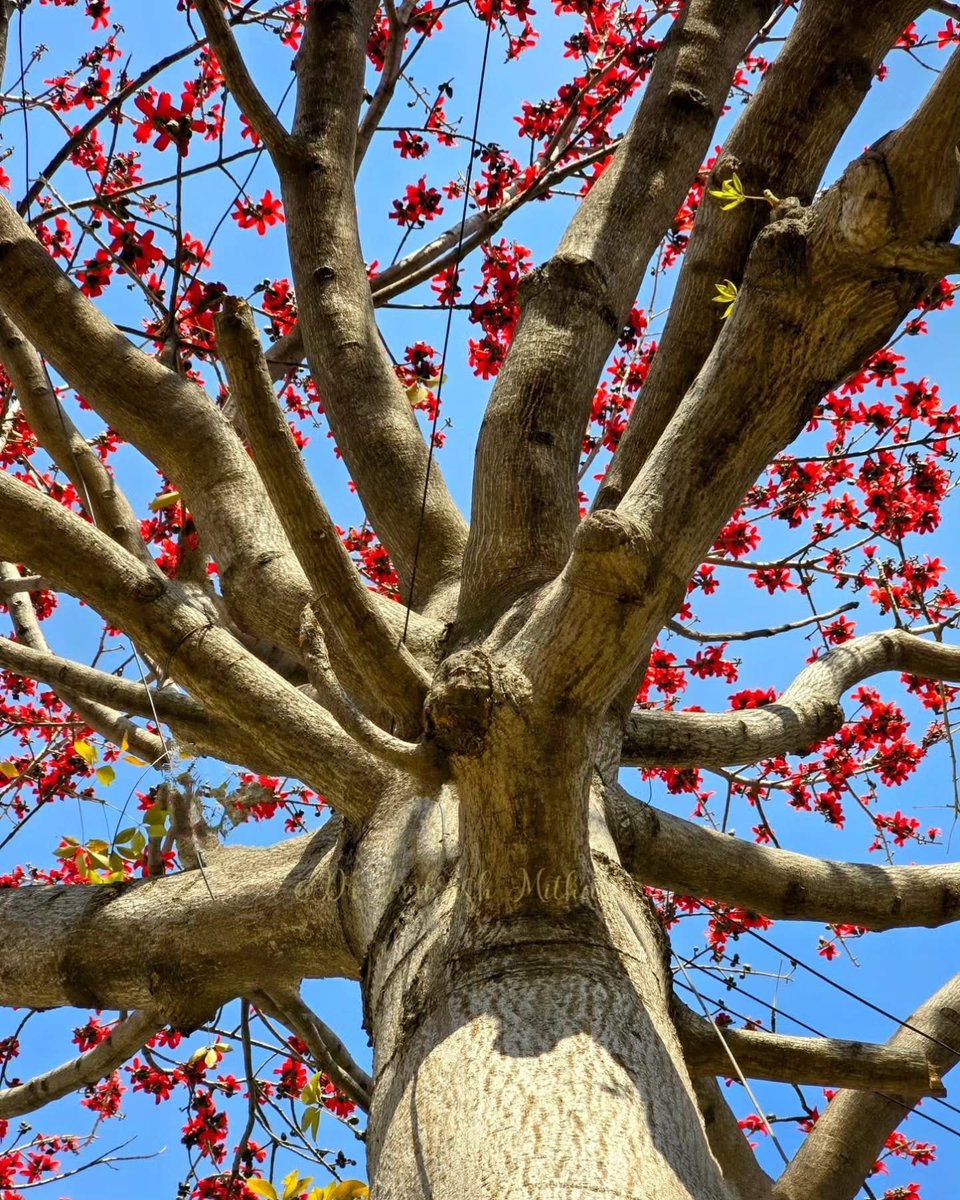 NrjNambo's tweet image. Semal Magic the season flower of North India 

#tree #nature #semal #photography #flower #myspace #neerajmishra
