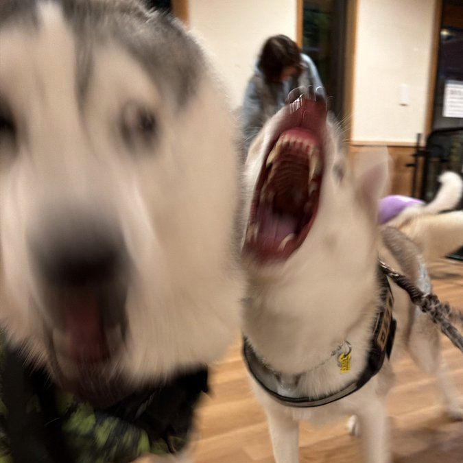 beep -✿ tweet media