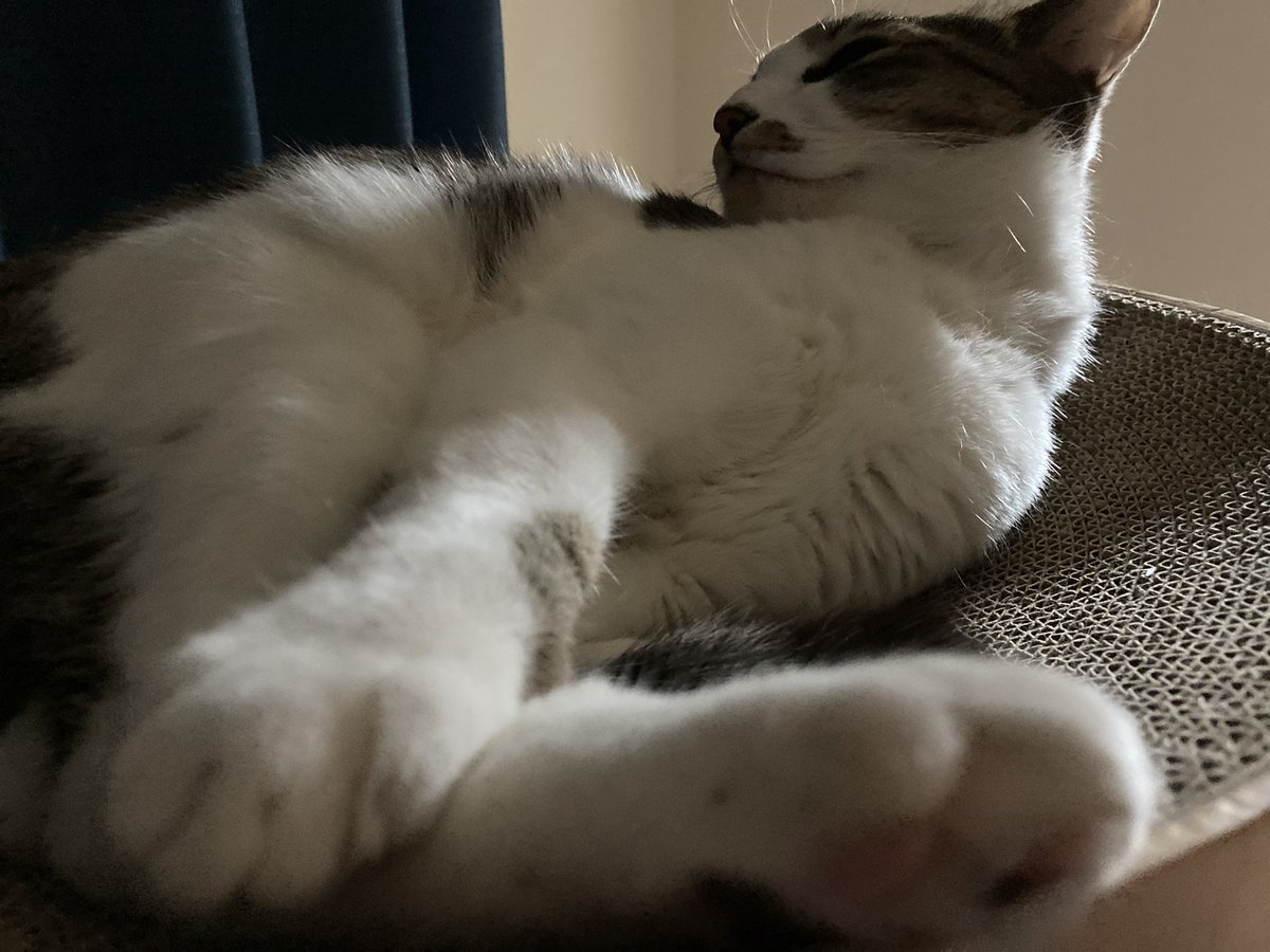 猫図鑑 tweet media