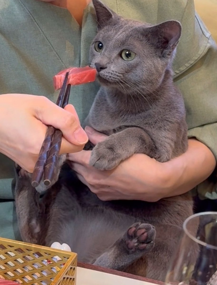 hiromu_2008's tweet photo. #うちの子よりかわいい猫ちゃん募集中 https://t.co/zgYdKFK3CJ
