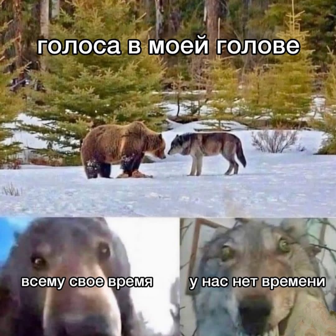 шиза моя шиза