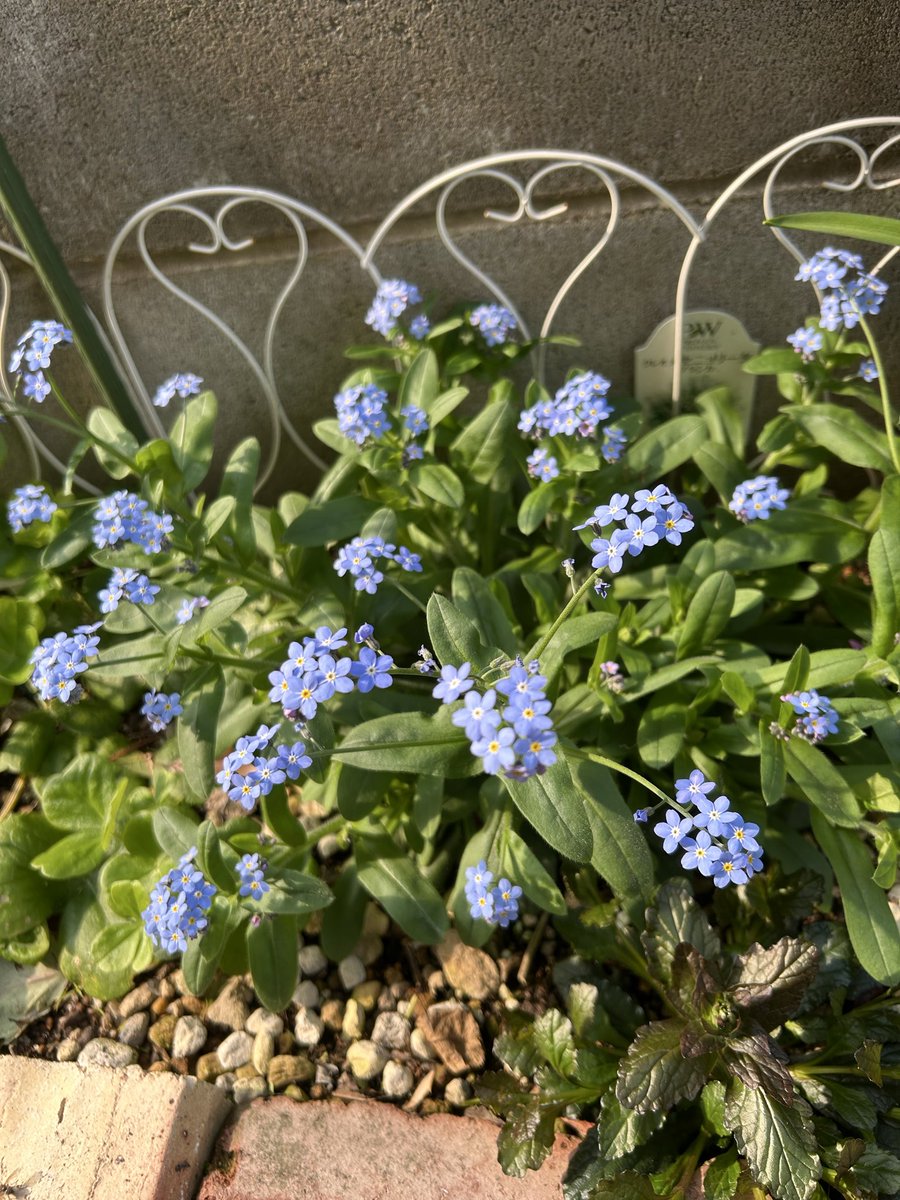 chamomil_325's tweet photo. 今日も1日お疲れ様でした🍀
いつも💗ありがとうございます✨

初めて植えた勿忘草🌸☘️
いろんな場所に植えてみました🌸☘️
無事に少しずつ開花してます☺️💕 https://t.co/Sn96hoMPhi