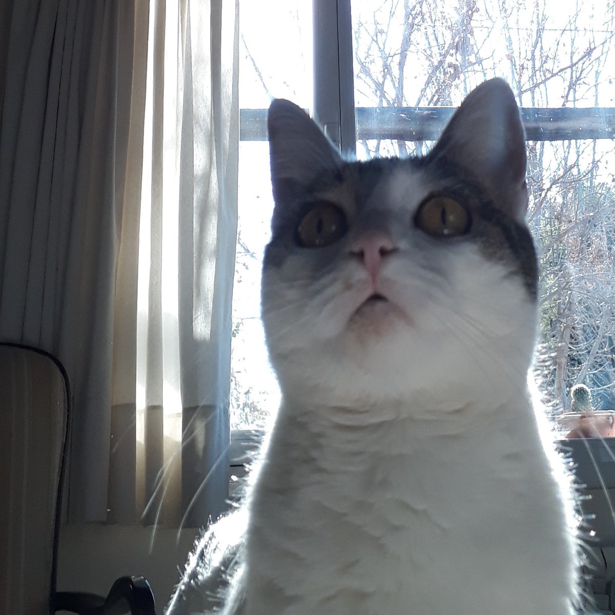 Belen Larchens 💛🐾🐾 tweet media