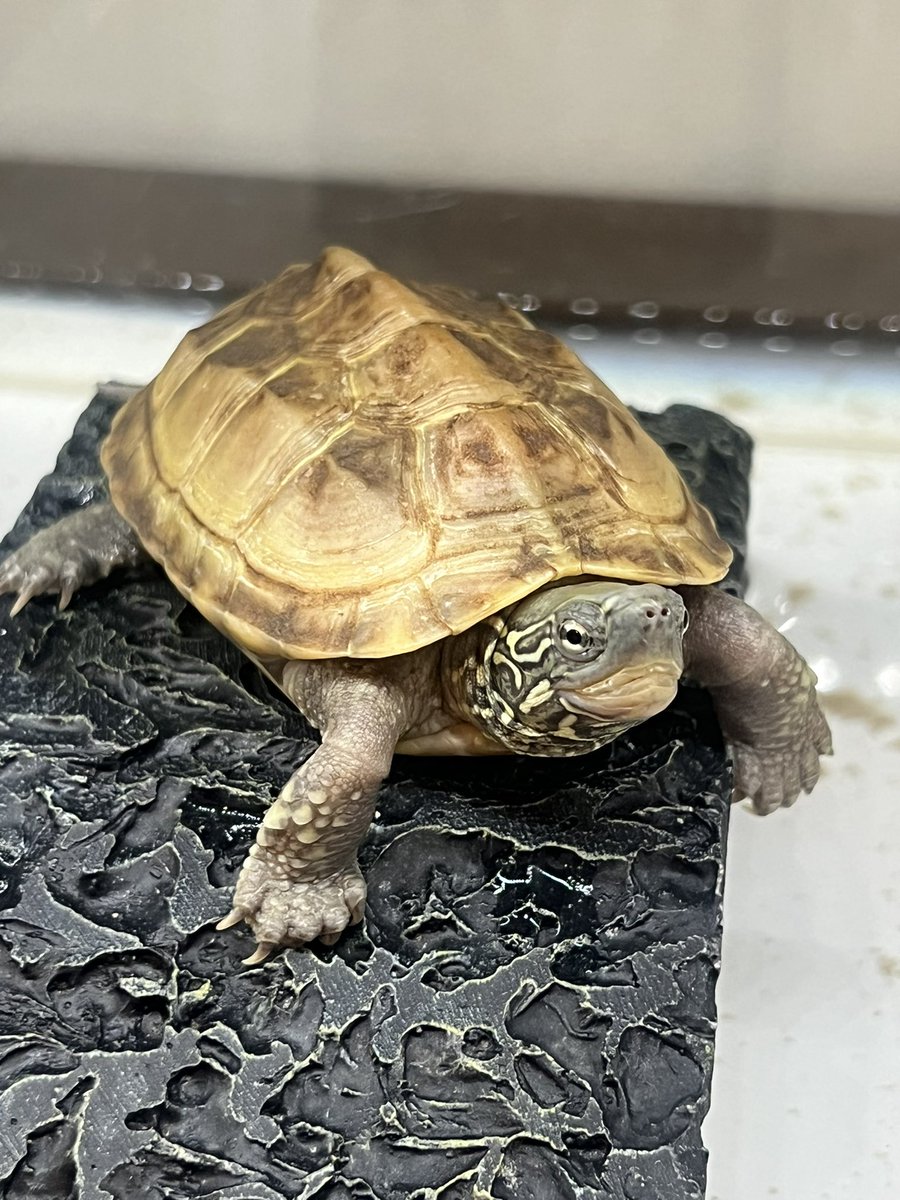 Reptiles Shop Queen tweet media