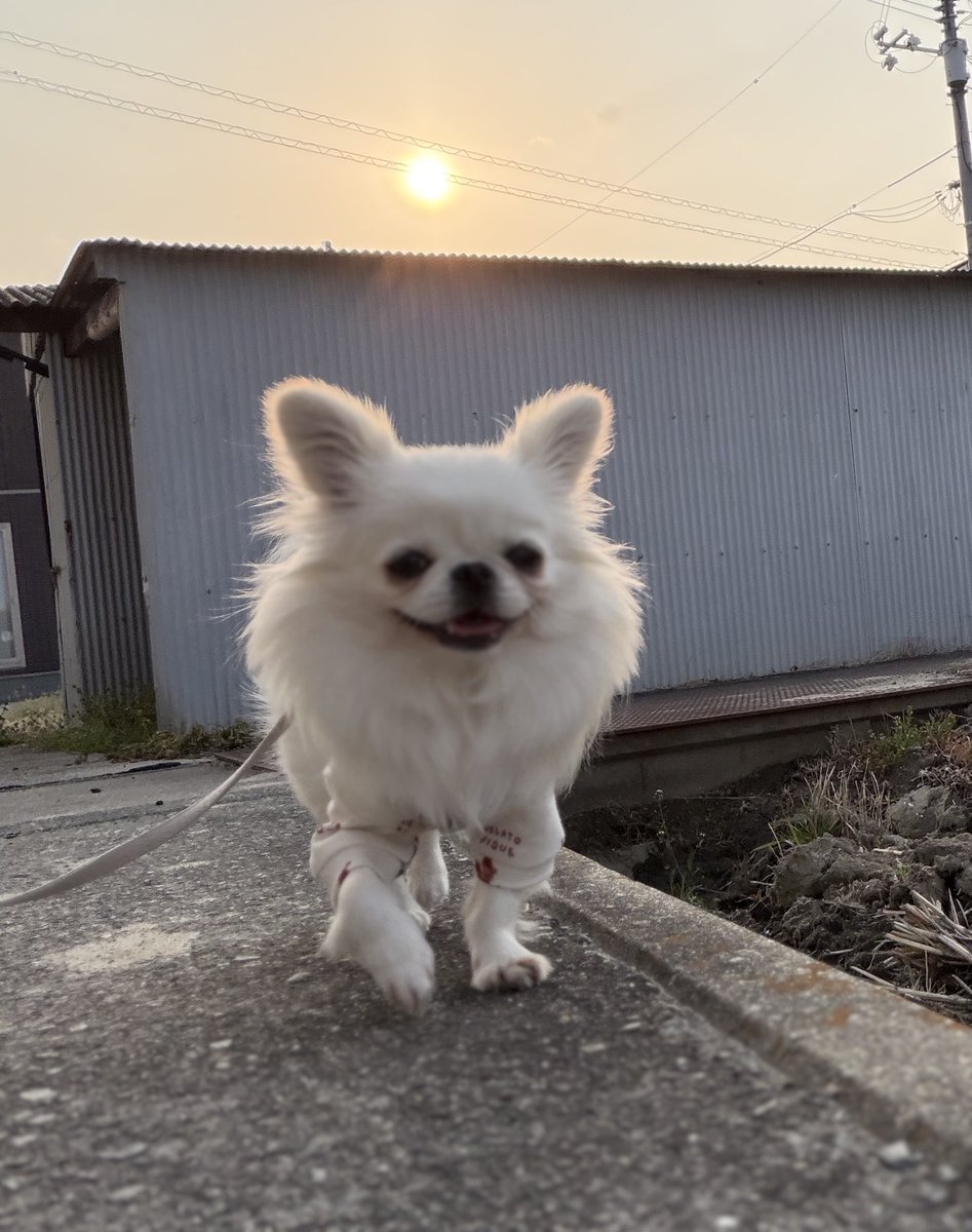 鼻ぺちゃこあちゃん tweet media