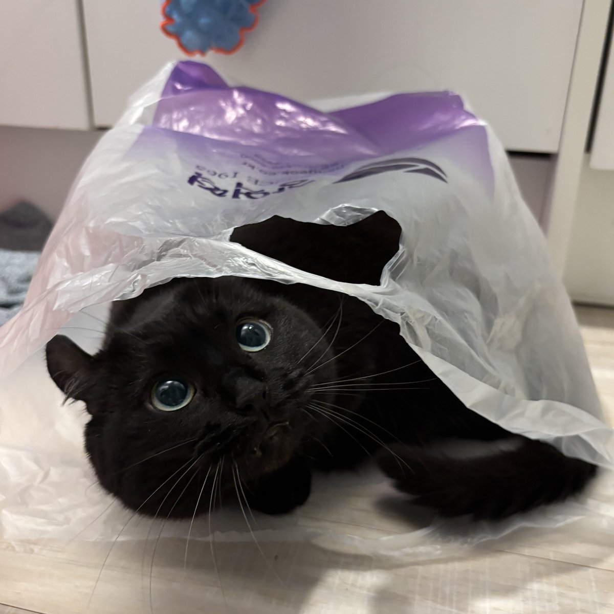 돌리스타 tweet media