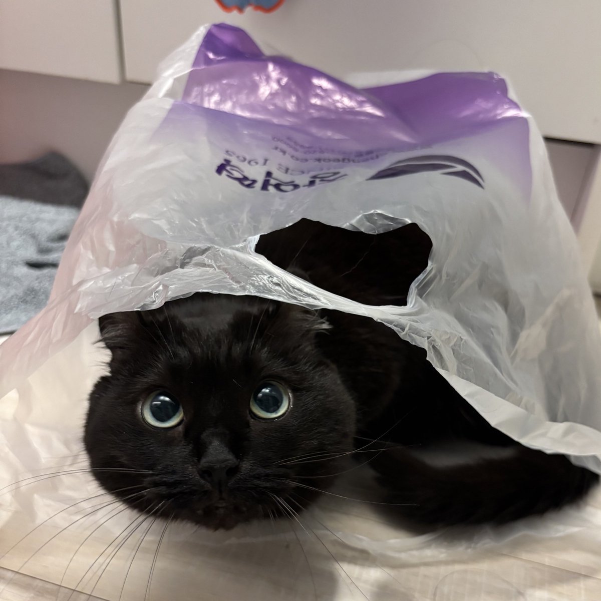 돌리스타 tweet media