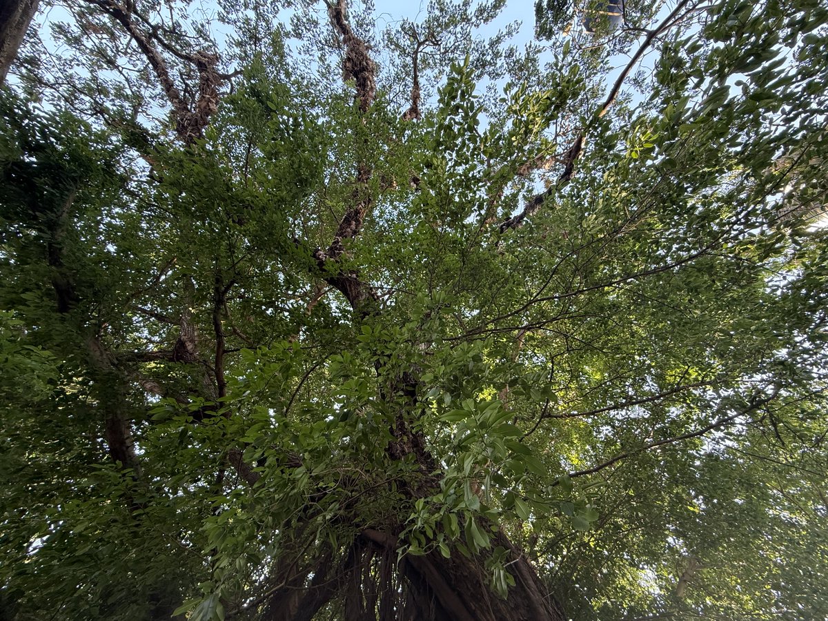 wedwo ( ꈍ◡ꈍ) tweet media