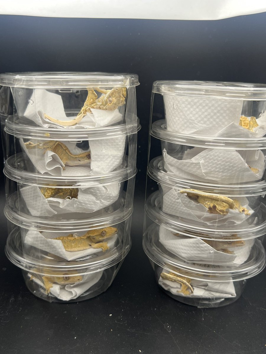 Reptiles Shop Queen tweet media