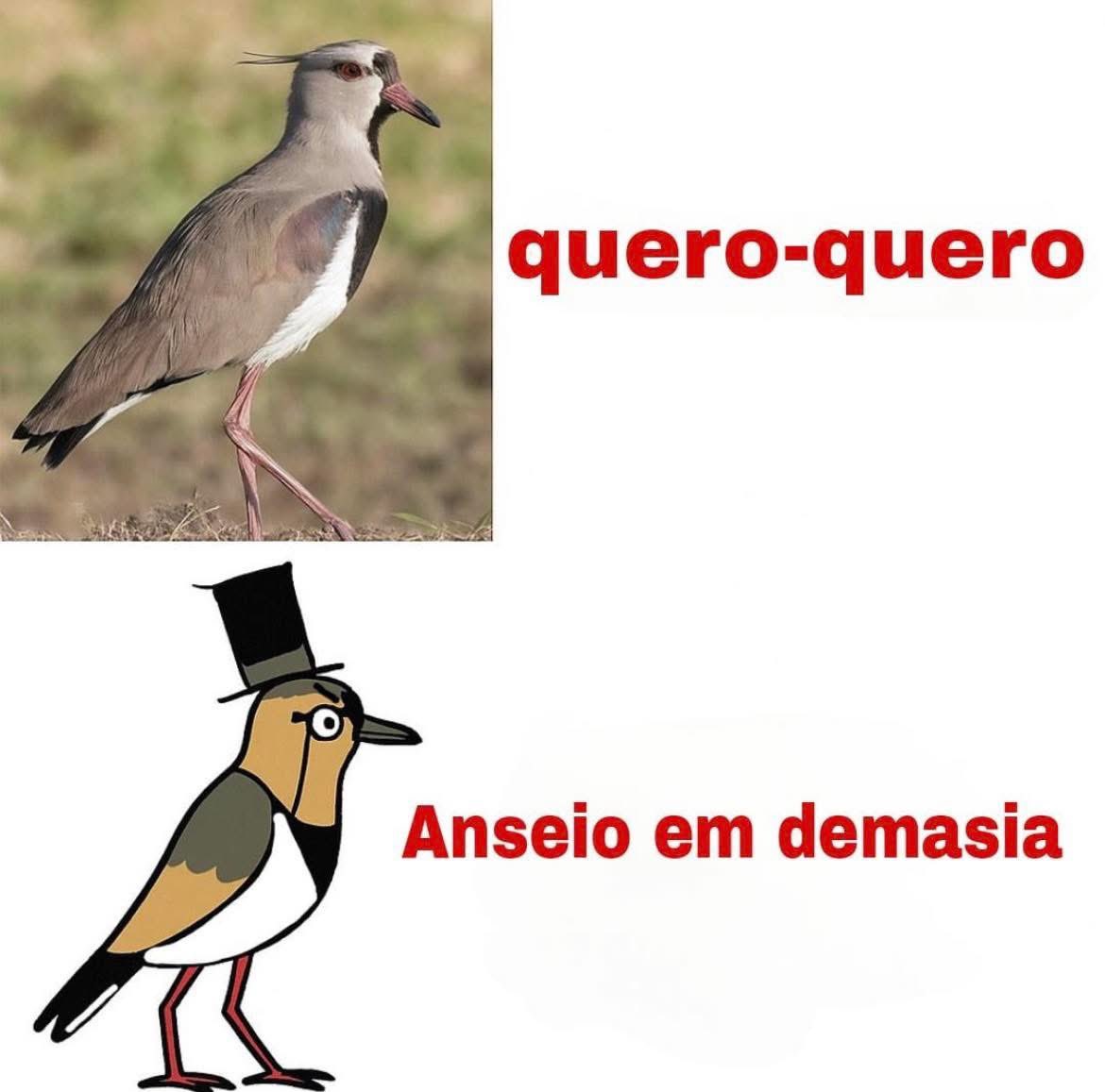 Travesti que Habla 🏳️‍⚧️ tweet media