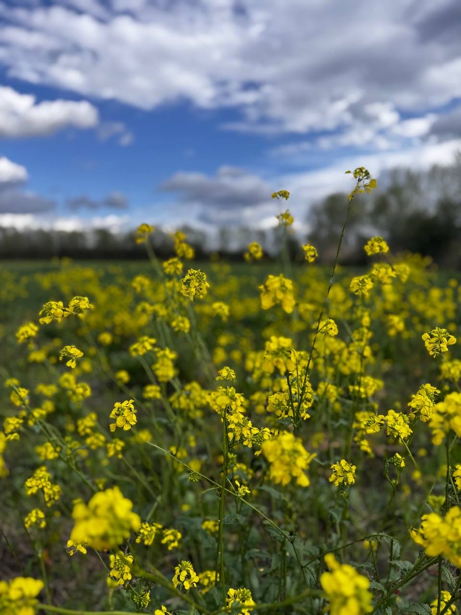 İ.𝐯𝐚 tweet media