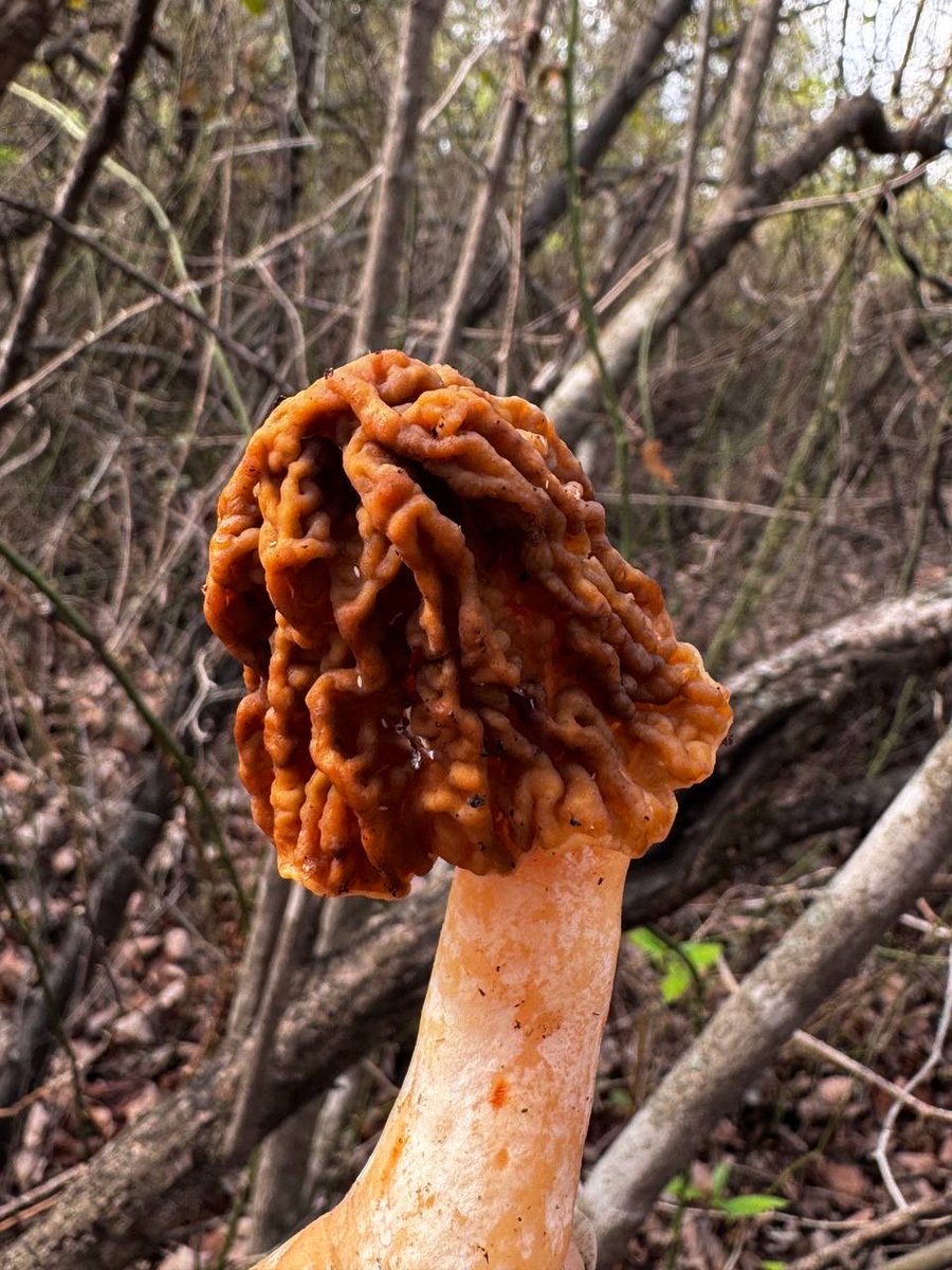 İ.𝐯𝐚 tweet media