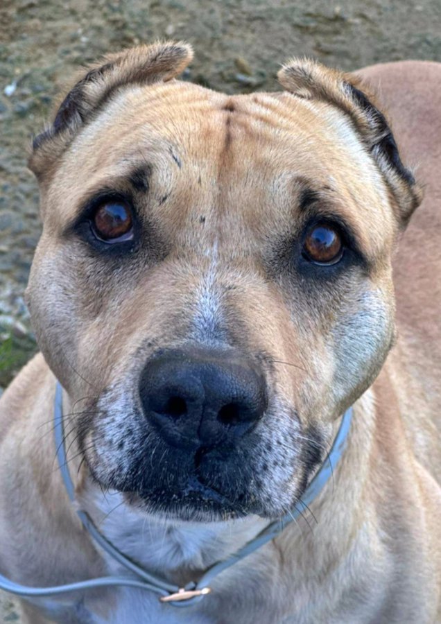 AmaregarDefensoraAnimalista, EcoFeminista tweet media