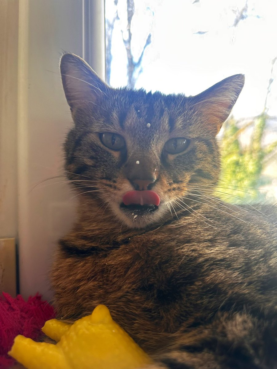 eneida ★ tweet media