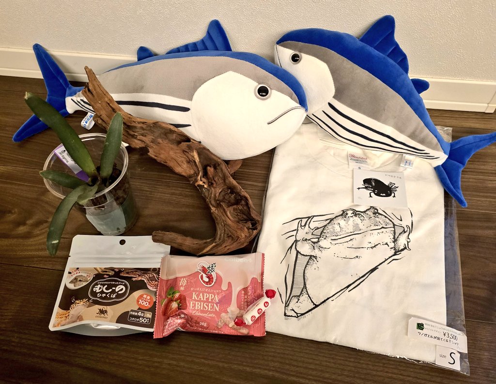 つぅ𓆏 tweet media