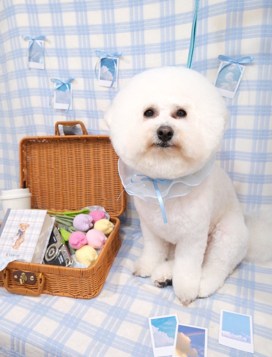 mochimaru1008's tweet image. 3月トリミング✂️

🌷春のお出かけ準備📷

今月も素敵にカットしていただき
ありがとうございもちです🐻‍❄️🩵✨

🛁 @trimmingsalon.doran 

#トリミング
#grooming
#和光市
#ビションフリーゼ
#bichonfrise