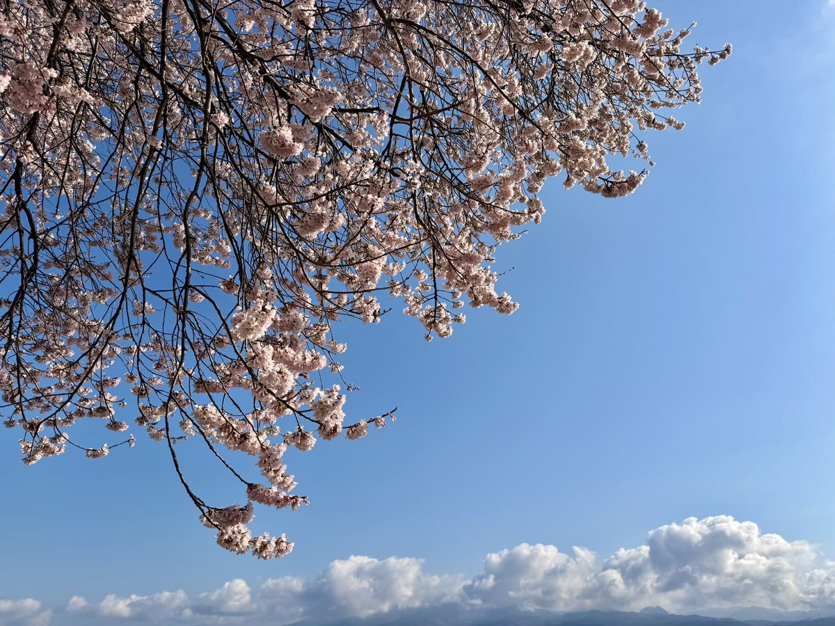 ぽんあつ tweet media