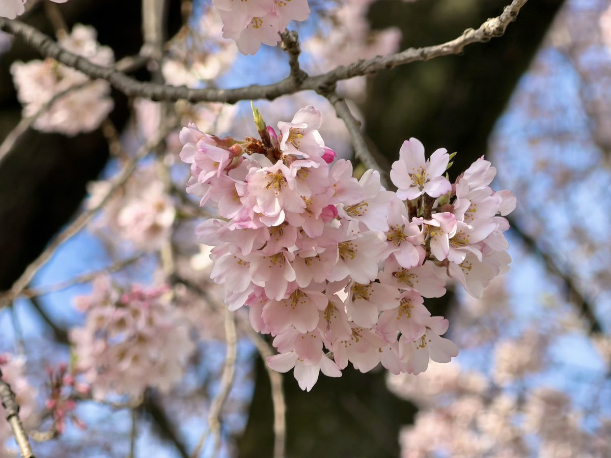 ぽんあつ tweet media