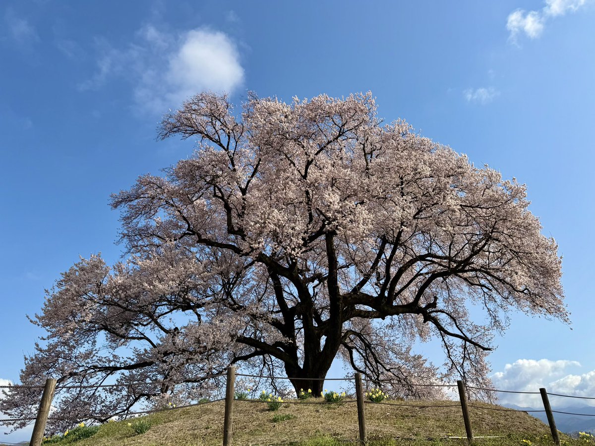 ぽんあつ tweet media