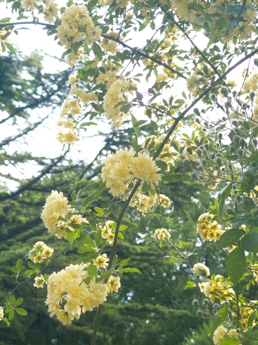 Rick White tweet media