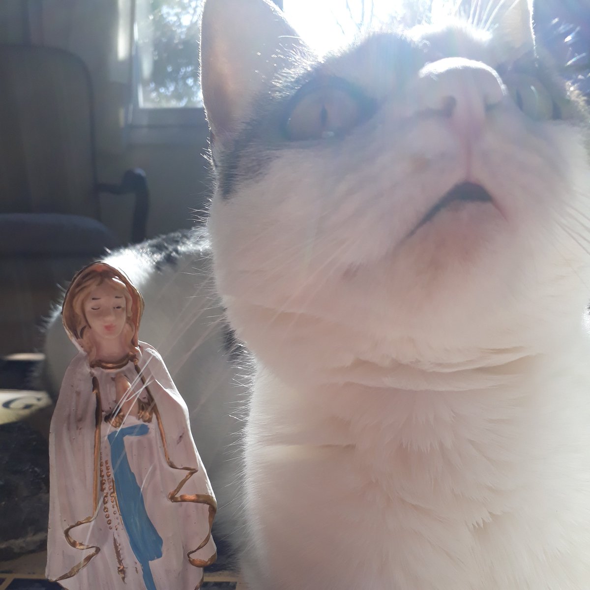 Belen Larchens 💛🐾🐾 tweet media