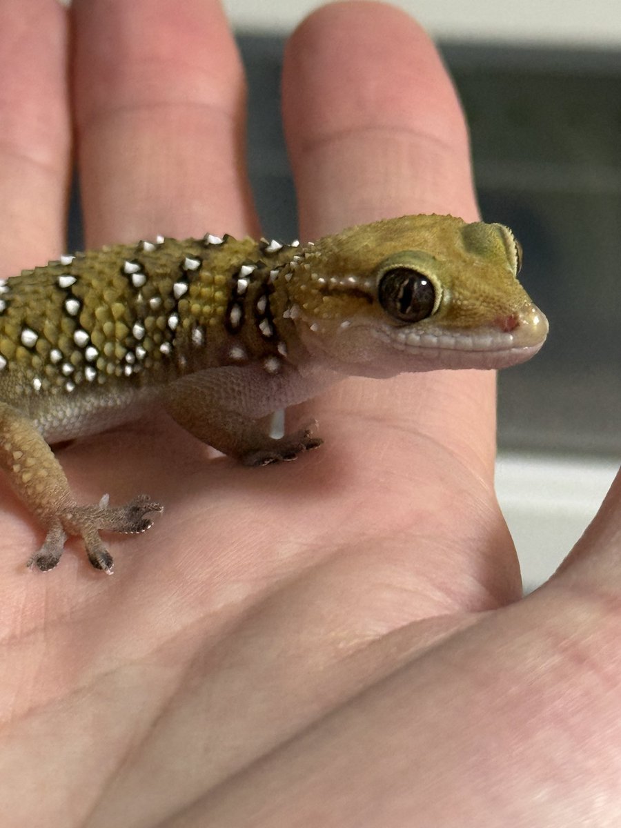 ﾖﾂﾊﾞ tweet media