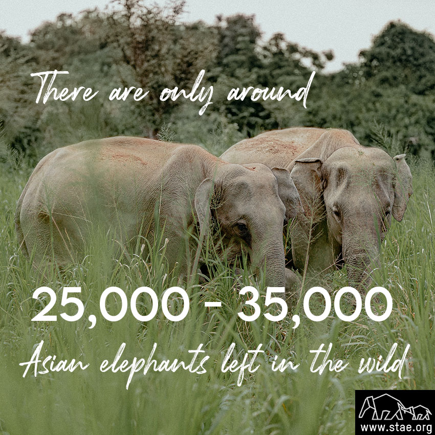 Save The Asian Elephants tweet media