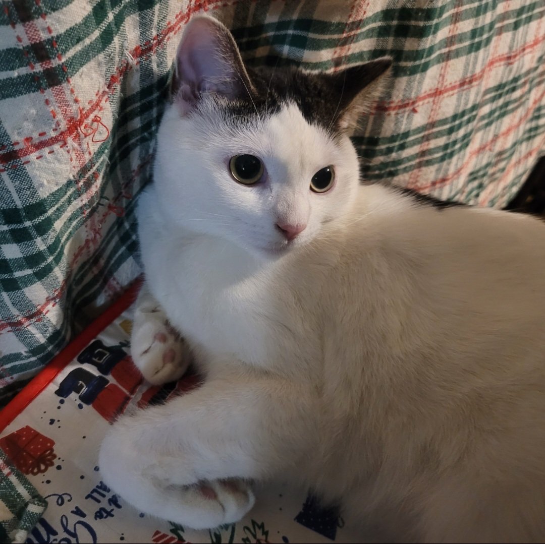 CatCheezeburger's tweet photo. #ForceFriday Memory
March 27, 2025
Age: 1.5 years old! appx.
Luv, Jedi Mushroom Skywalker!
❤️🛸🍄💫❤️
#catoftheday
#catsoftwitter
#StarWars
#MayTheForceBeWithYou
#MayThePawsBeWithYou https://t.co/dS6rrEcmZJ