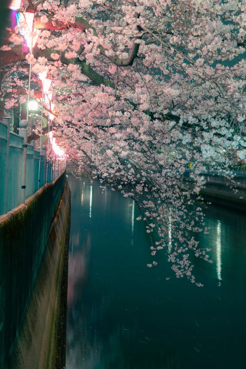 MaximusOP tweet media