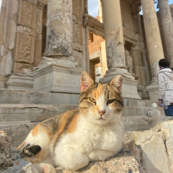 MozartCultures tweet media