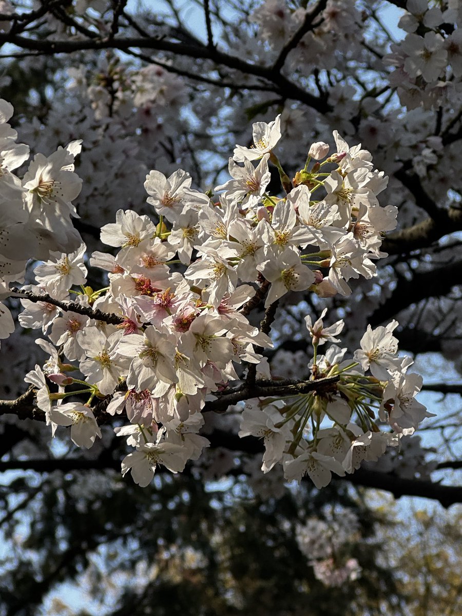 内海聡子＊作編曲家シンガーソングライター＊ tweet media
