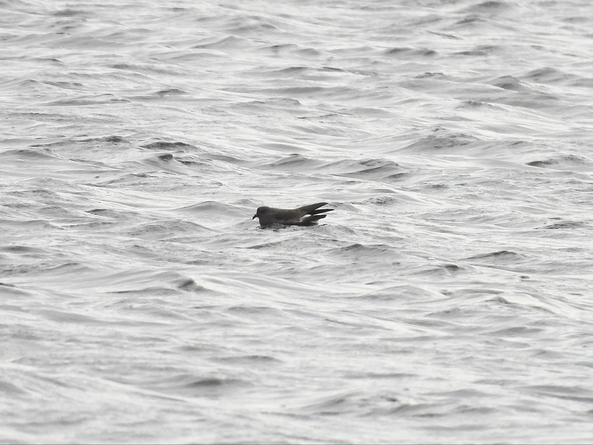 Dan Shaw tweet media