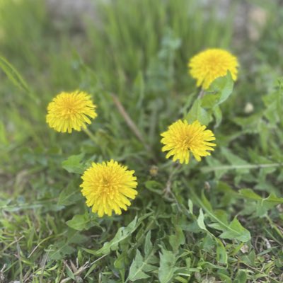 #新しいプロフィール画像