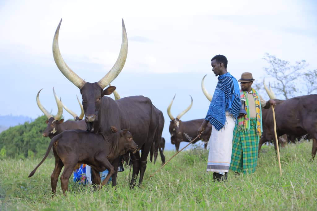 Joshua Kagoro1 tweet media