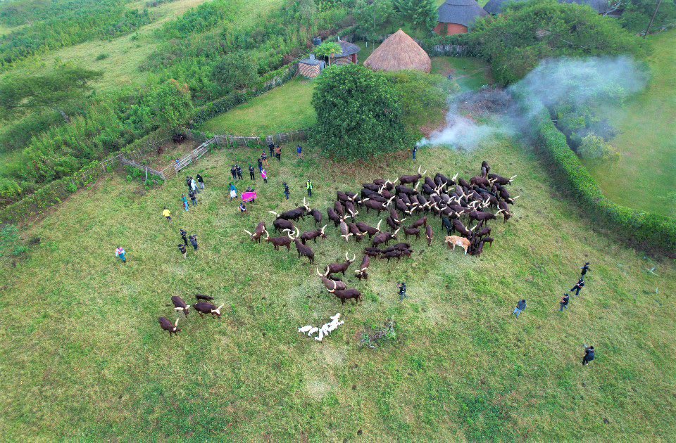 Joshua Kagoro1 tweet media